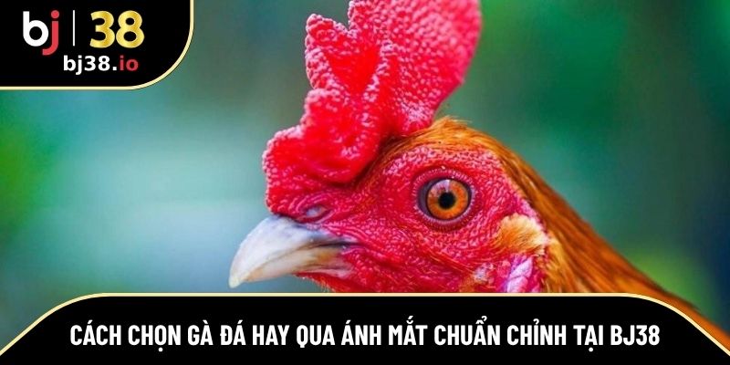 cách chọn gà đá hay qua ánh mắt