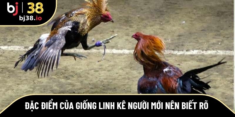Đặc điểm của giống linh kê người mới nên biết rõ
