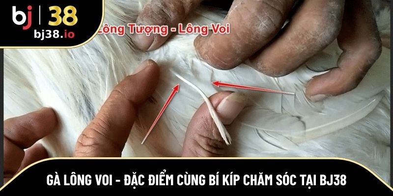 gà lông voi