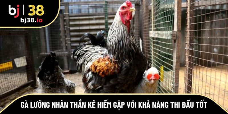 gà lưỡng nhãn