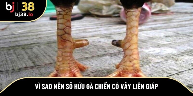 Lý do bạn nên sở hữu chiến kê có vảy liên giáp