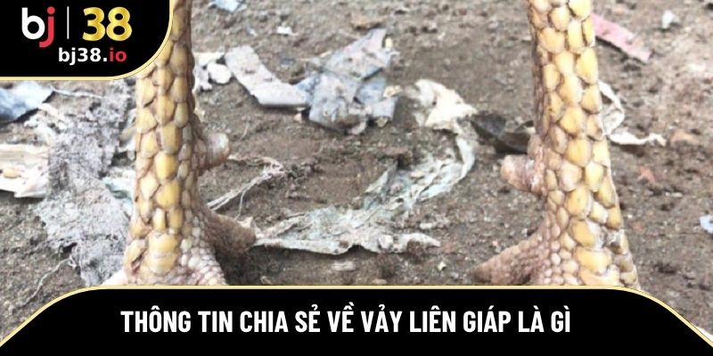 Thông tin chia sẻ về vảy liên giáp là gì
