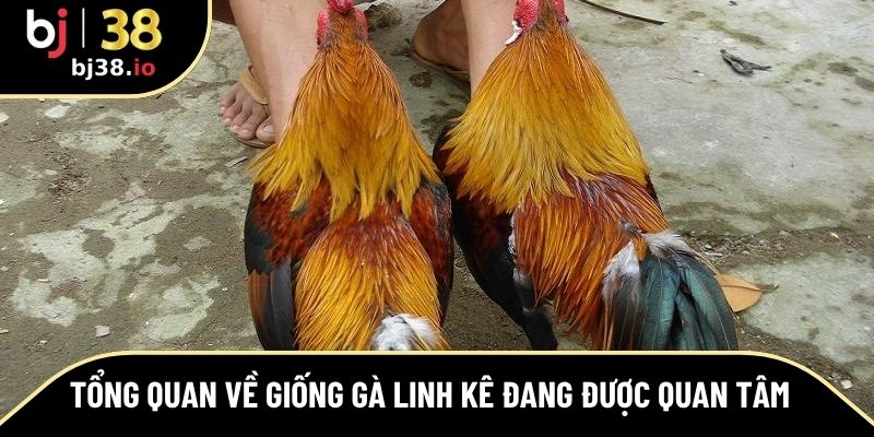 Tổng quan về giống gà linh kê đang được quan tâm